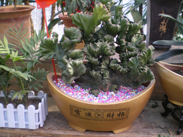 仙人掌介绍60多种独特的仙人掌,仙人掌开花的美图