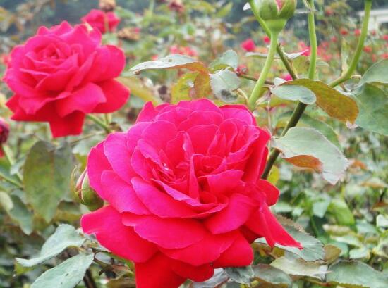 玫瑰花多久浇水一次,玫瑰花多久浇一次肥