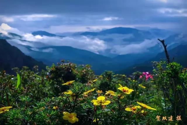绿色和政春深夏浅风光好山美花浓待君来