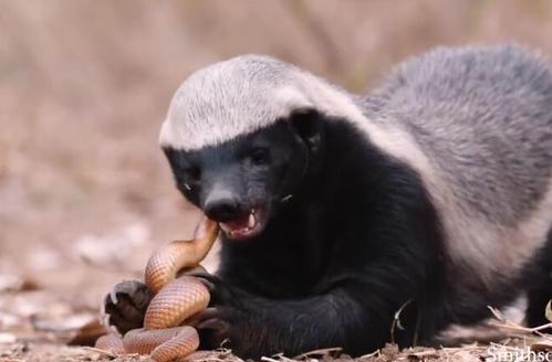 平头哥真正无所畏惧的原因是什么,我们看到平头哥的眼睛会怎么样