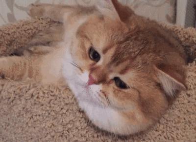 猫咪心脏病引起心衰,猫咪预防心衰