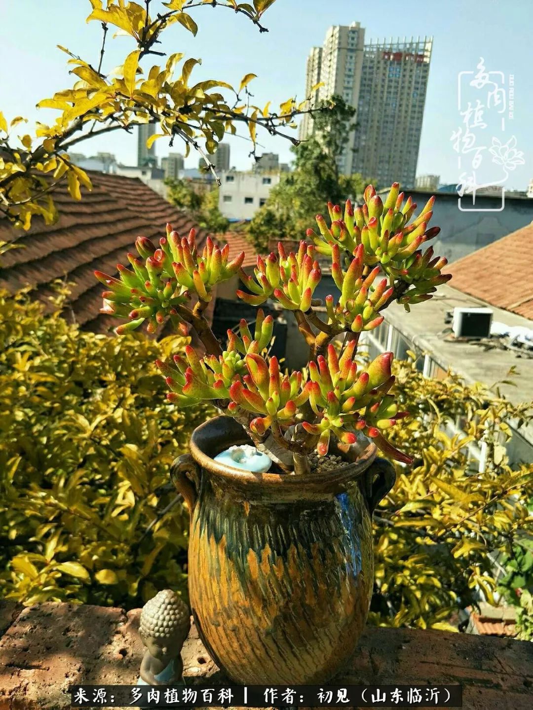 四季颜值在线的多肉,多肉的每一天