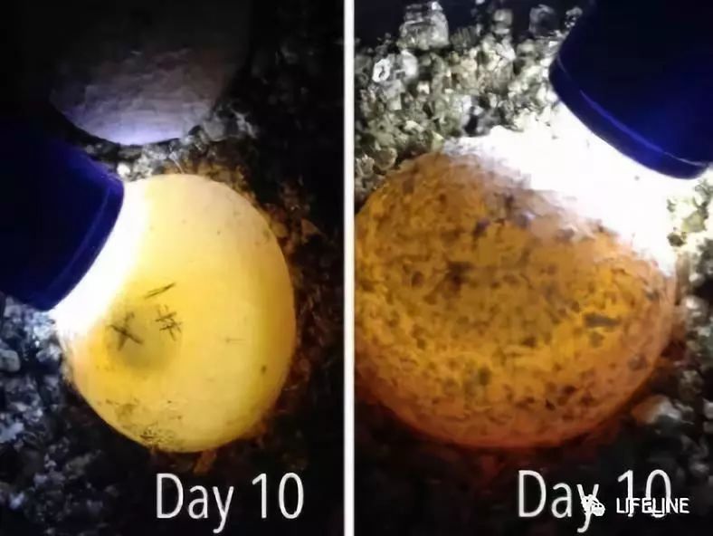 红腿陆龟怎么养活,新手养红腿陆龟准备什么