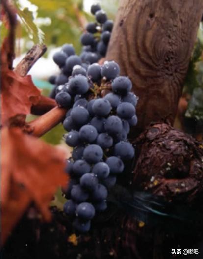 春节买葡萄酒,春节买葡萄酒需要注意哪些地方