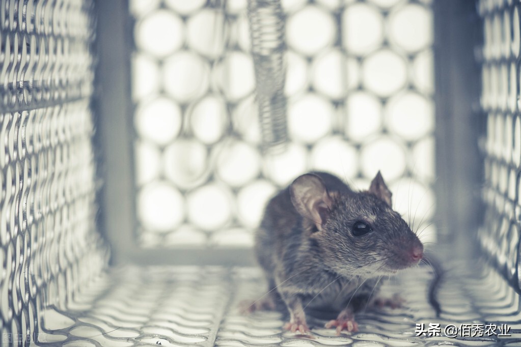 猫怕黄瓜老鼠怕什么,猫怕鼠怎么办最有效