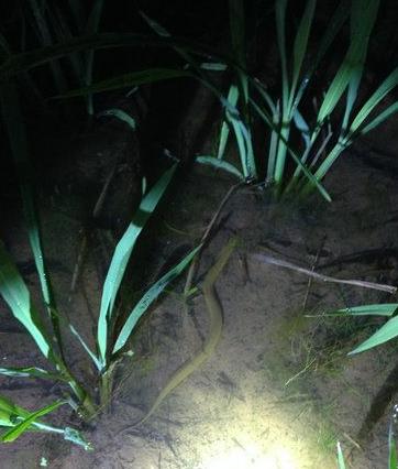 孩子在田里抓黄鳝不小心抓到蛇,捉黄鳝儿童视频