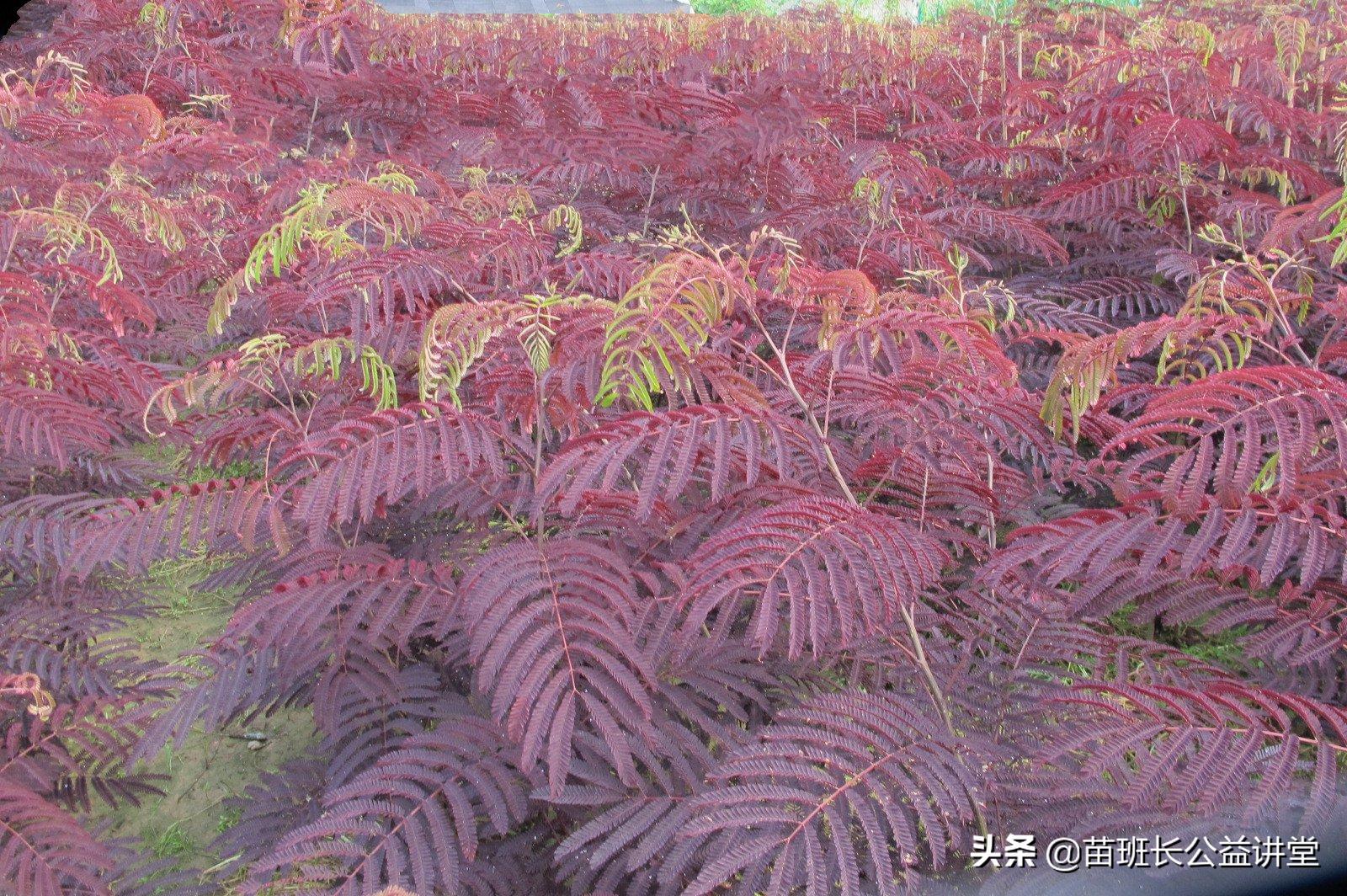 朱羽*欢合**的栽培管理及园林应用