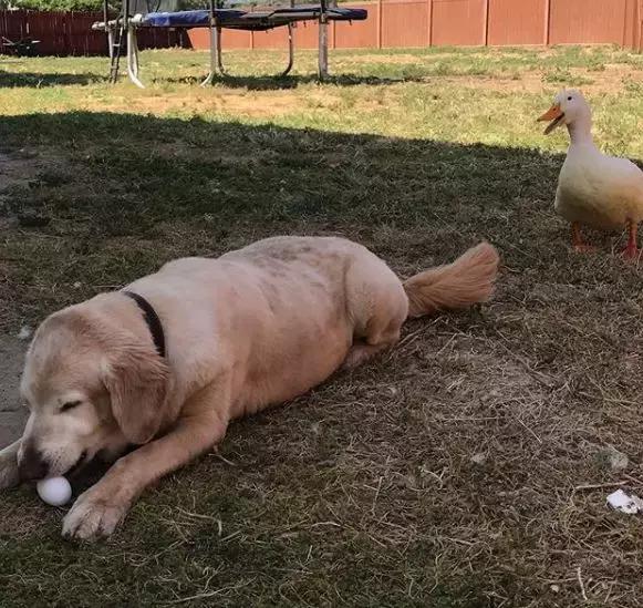 被大鹅欺负的金毛,金毛老是被鸭子欺负