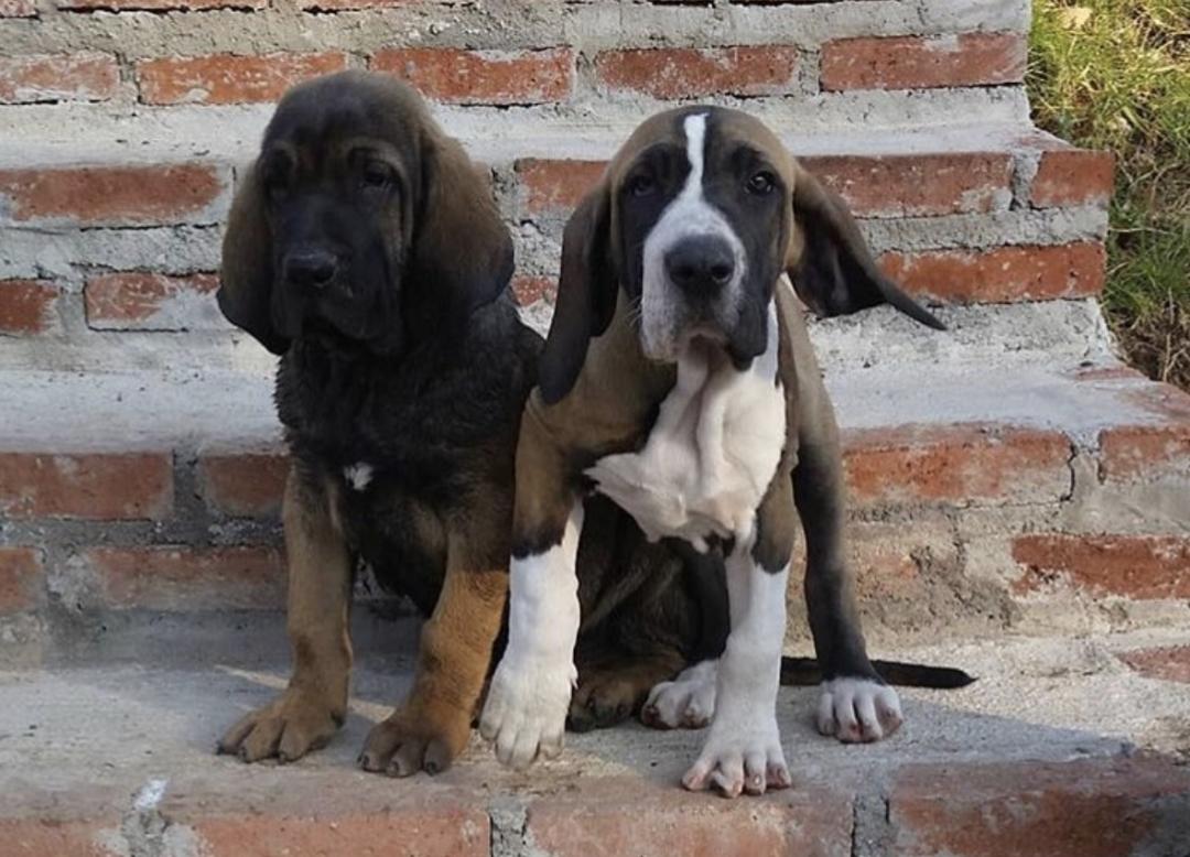 惹人喜爱的萌犬,萌犬