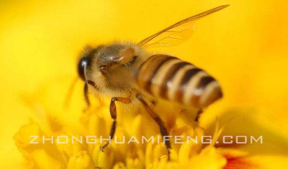夏季如何让蜜蜂上碟,蜜蜂采花的技巧