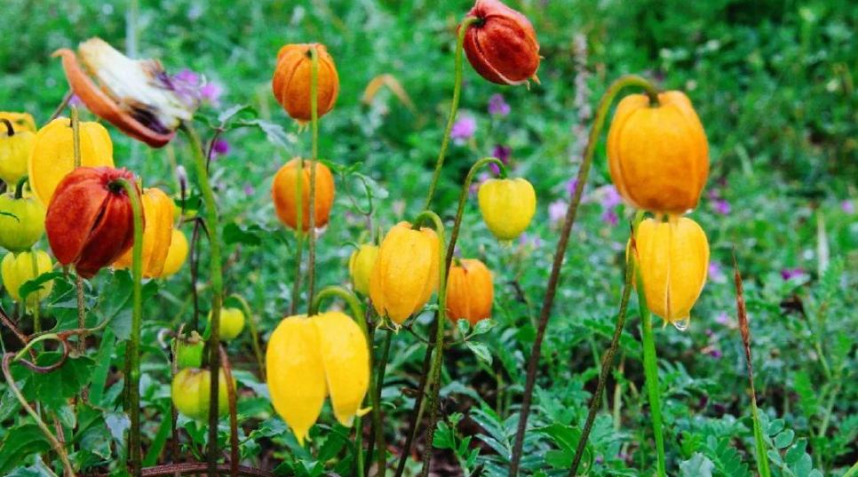 清秋六盘,雅韵唯美,且看宁夏“母亲山”秋色如何养眼怡耳悦心