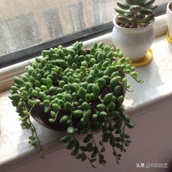 珍珠吊兰怎么养才能爆盆呢,珍珠吊兰怎么养才能更旺盛