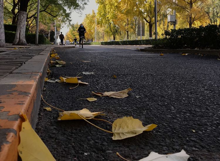 金色的北京犬,金色的北京现代汽车