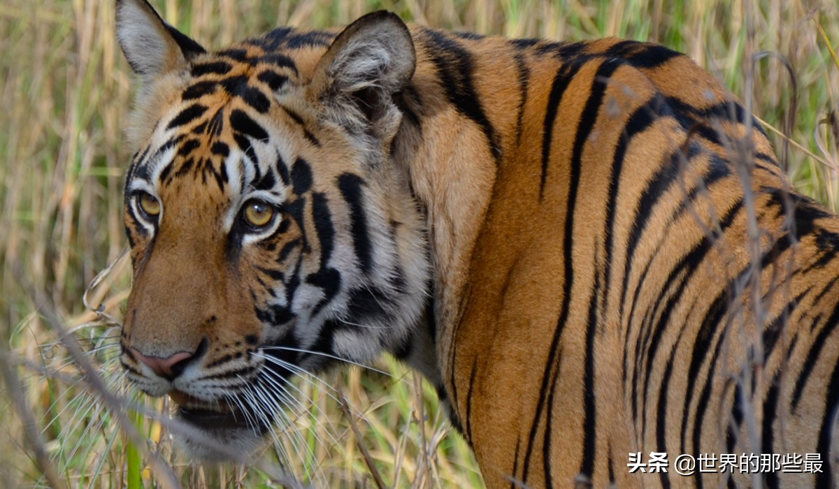 老虎单挑有多强,老虎最多能对抗几只狼