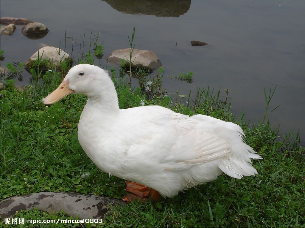 肉鸭经常性的拉料便该怎么解决,肉鸭27天粪便绿和白什么原因