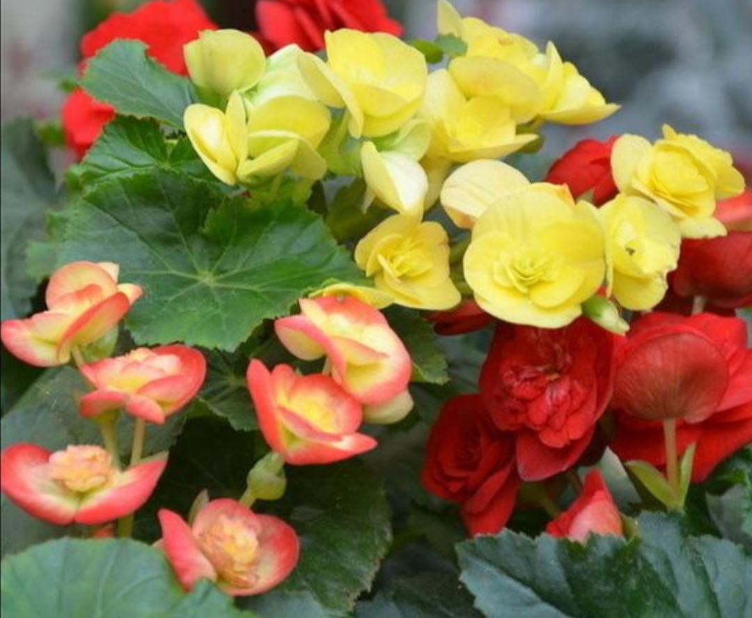 四季海棠花一年四季都能开花吗,刚栽开花的四季海棠怎么剪枝