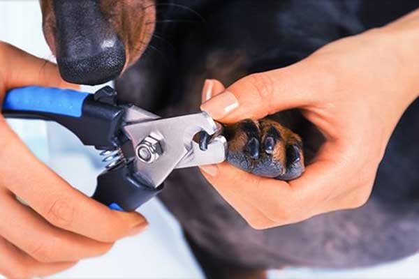 狗狗专用指甲刀,狗狗指甲刀怎么用