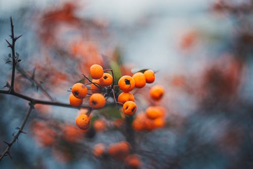 这6种水果蒸着吃止咳化痰又润肺,想止咳得先润肺