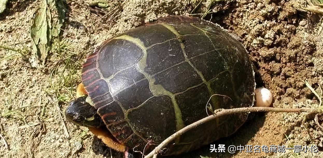 乌龟蛋孵化后期注意事项,乌龟产蛋期间的注意事项