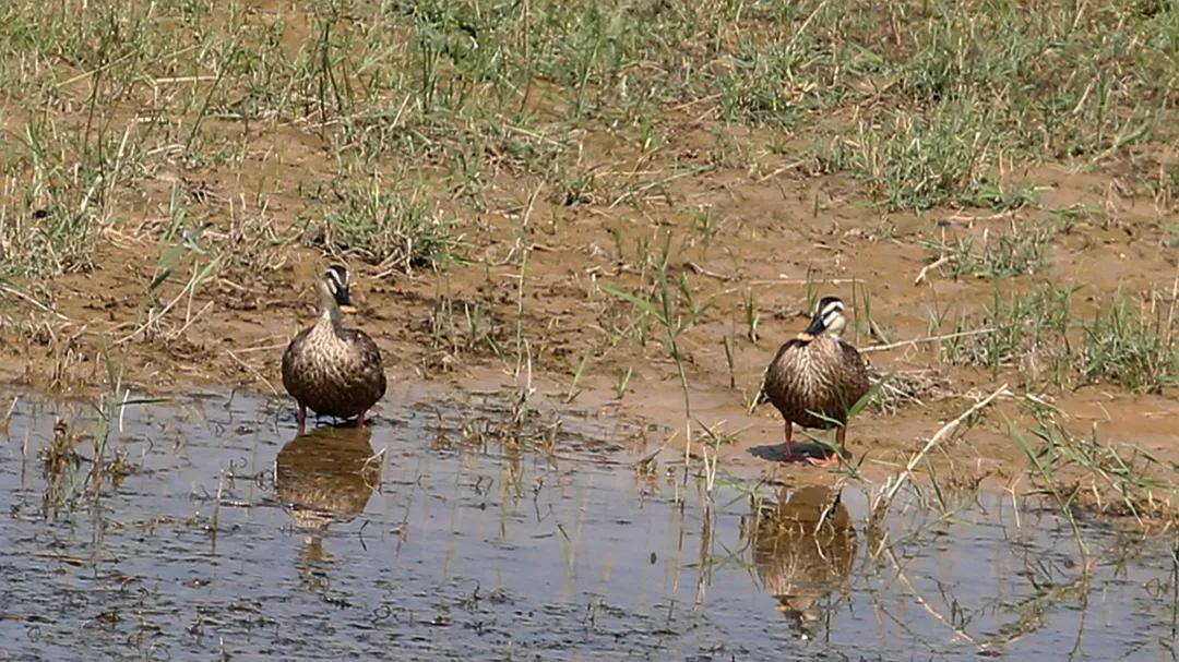 涂上黄色的“润唇膏”,TA就是野鸭中最靓的仔