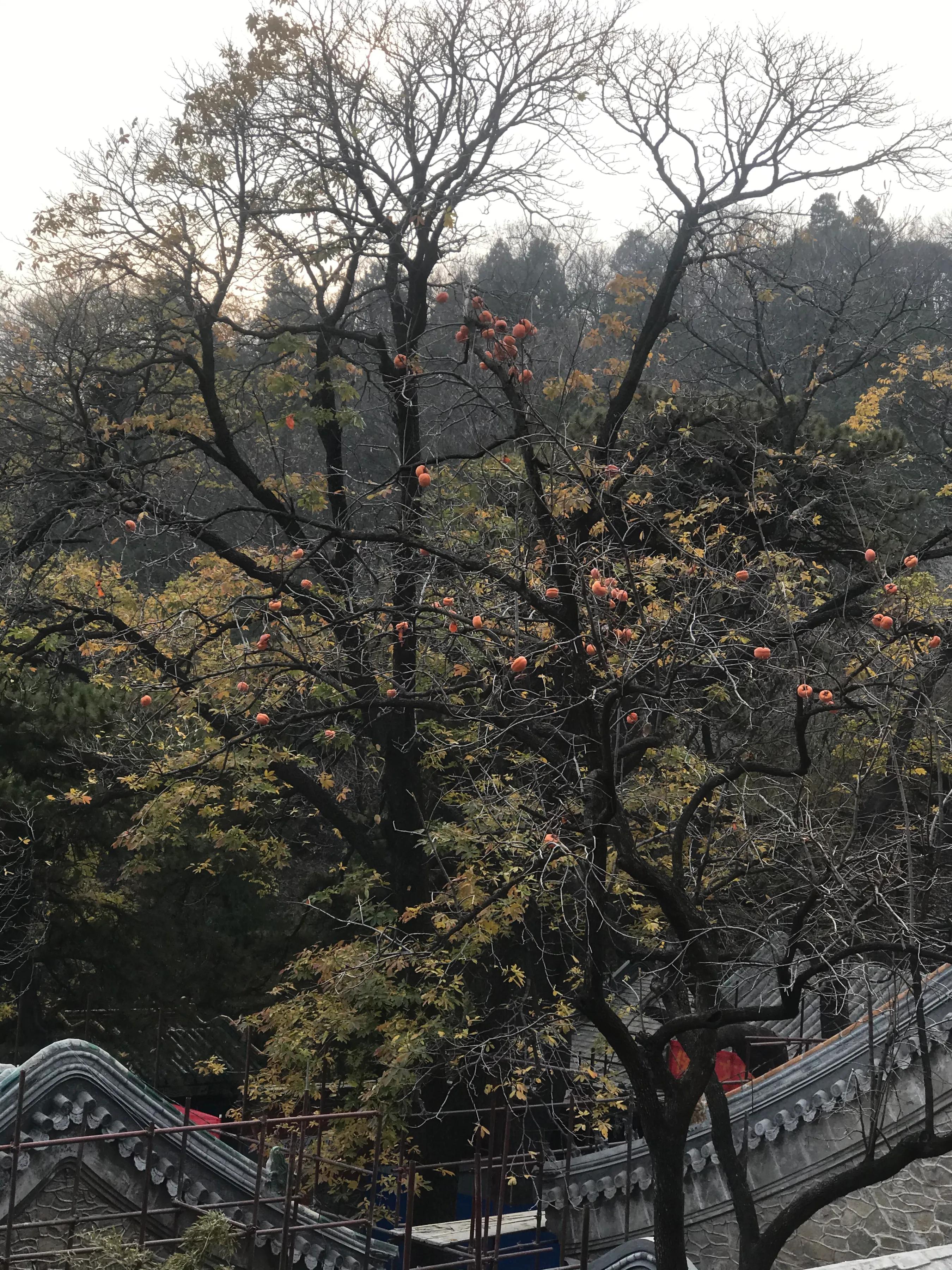 浼楃敓涓嶈,浼楃敓铏氬够