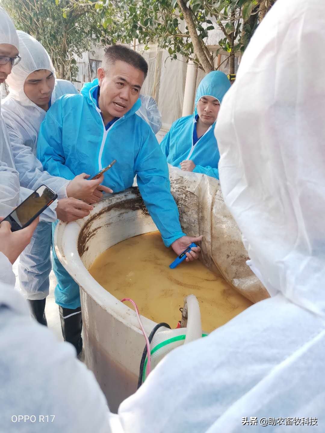 100头母猪养殖视频大全,中草药养母猪技术