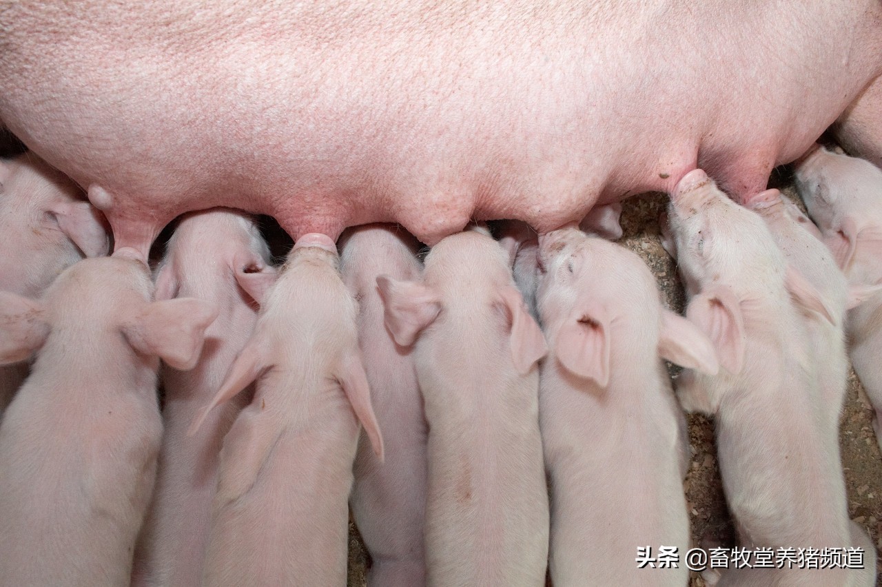 谈下一个话题母猪的产后护理,母猪的产后护理属于什么科