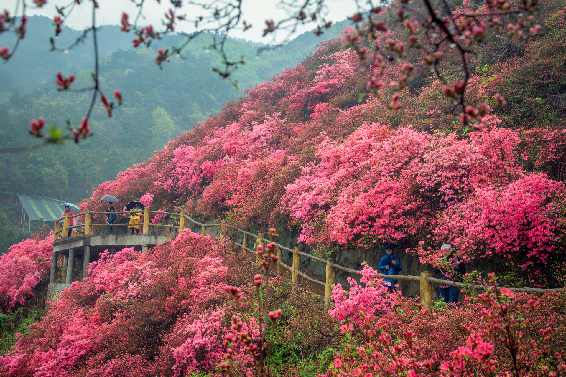 云雾山万亩红杜鹃,云雾山万亩映山红