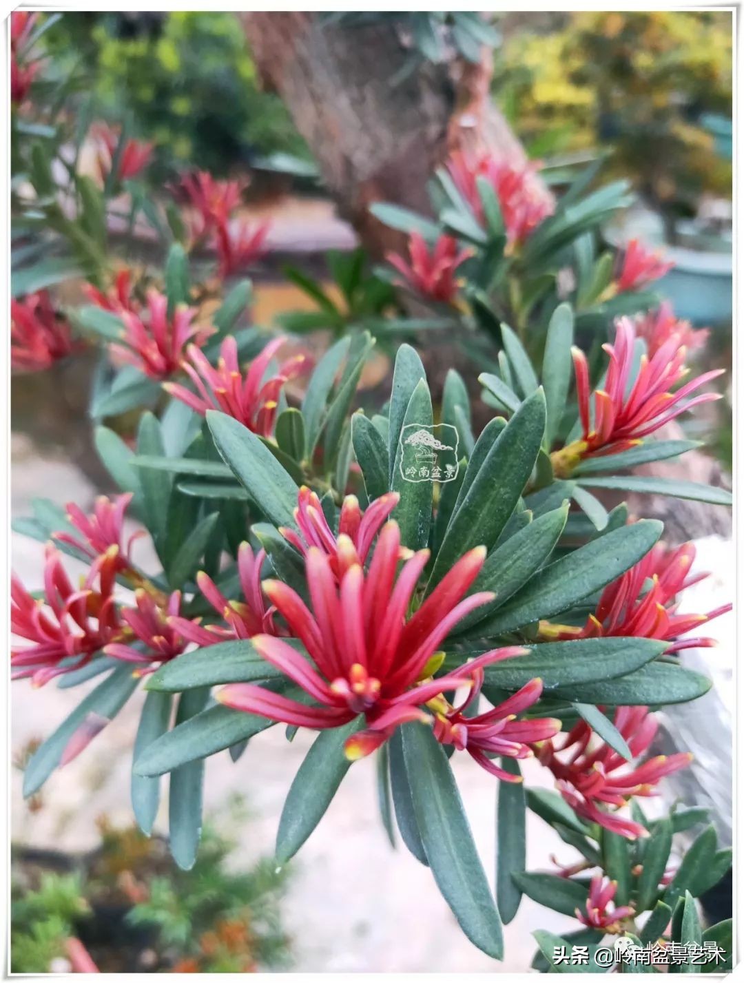 旺财罗汉松,罗汉松招财还是挡煞