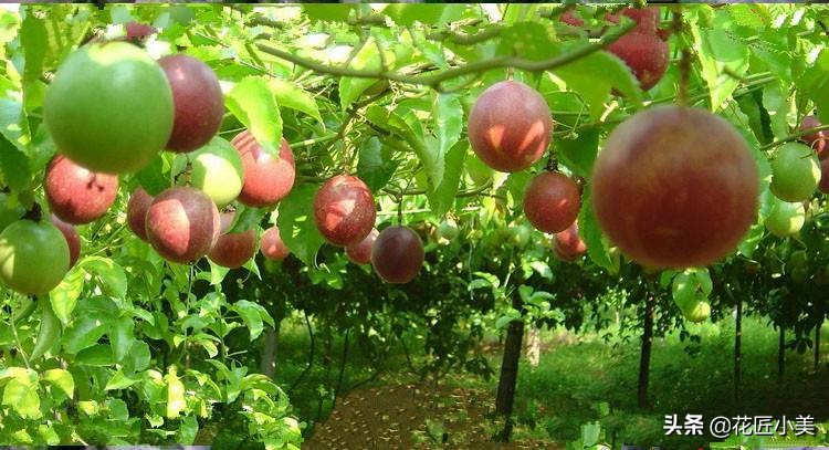 爬藤植物100种,5种爬藤花适合在院子里种植