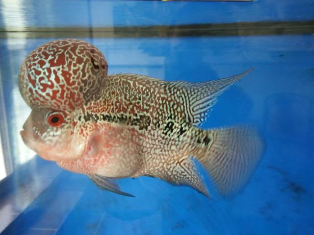 观赏鱼眼睛肿大身上白斑怎么治,鱼白点斑怎么治疗