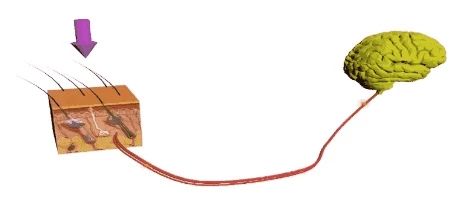 感觉统合触觉失调,感觉统合失调儿童视频