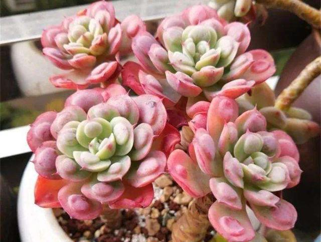 多肉皱巴巴怎么救,多肉皱巴巴