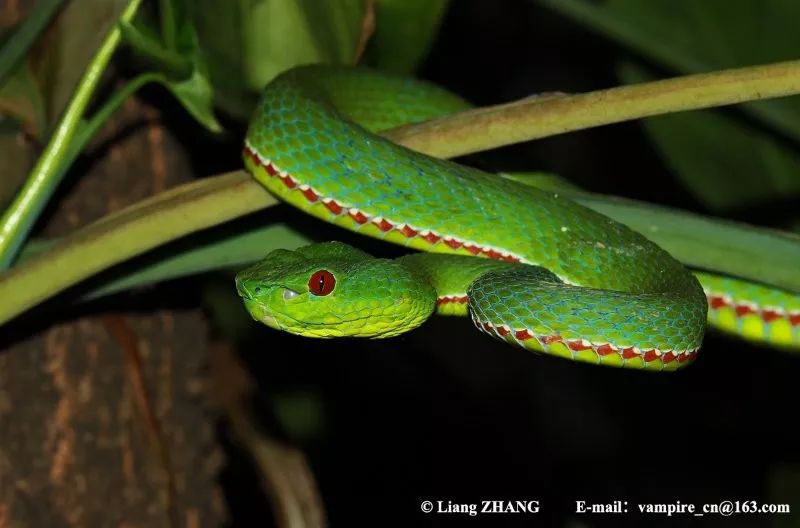 陆栖毒蛇毒性排行,毒蛇毒性分类