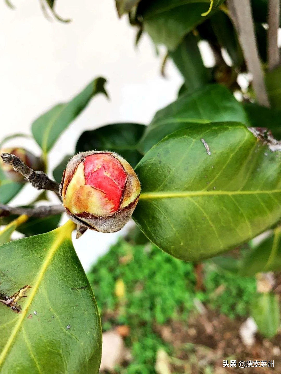 春满校园春暖花开,沙河镇中心小学校园