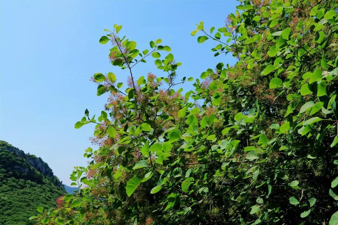临朐石门坊风景区路线,临朐石门坊风景区