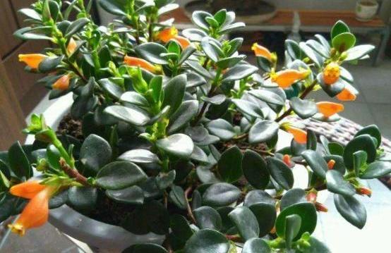 新手养金鱼吊兰的注意事项及禁忌,金鱼吊兰爆盆后怎么养护