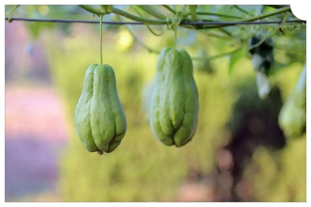 结节囊肿肌瘤包块用什么可以消除,囊肿结节切除