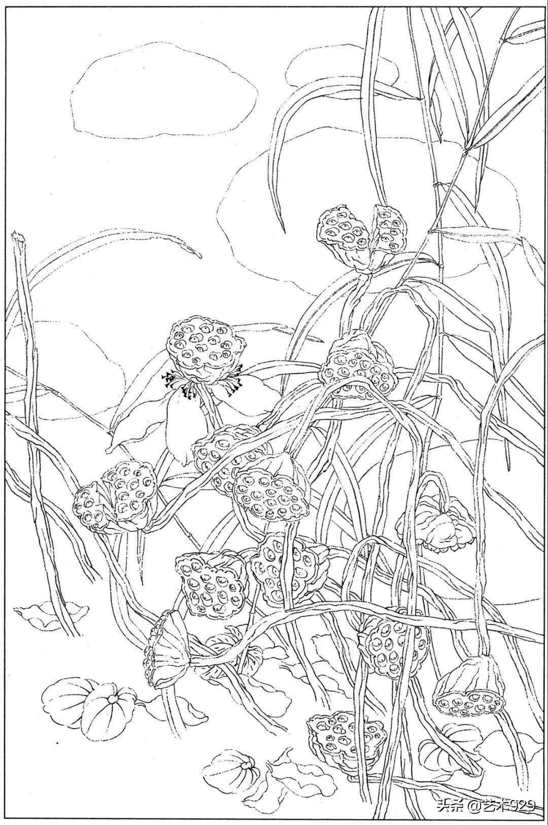 余稚荷花蜻蜓图高清白描底稿,白描荷花勾线方法讲解视频