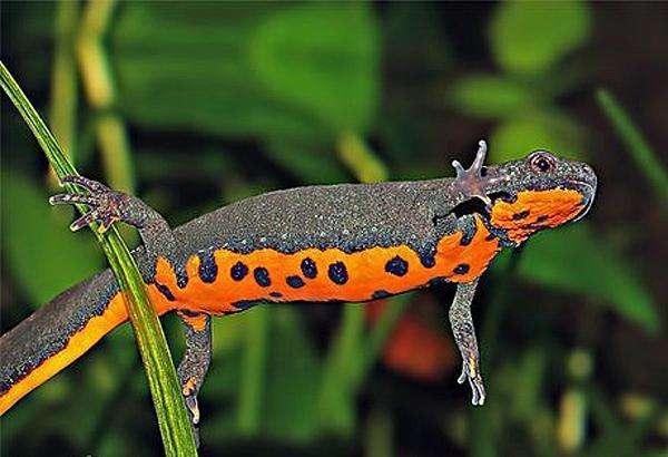 养鱼混养注意事项大全图解,新手养鱼混养推荐