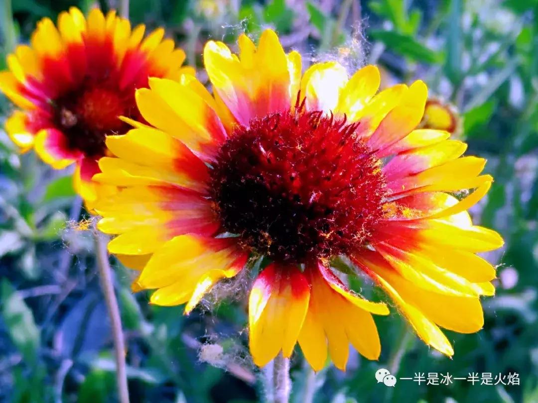 秋天的散文诗,散文诗秋天