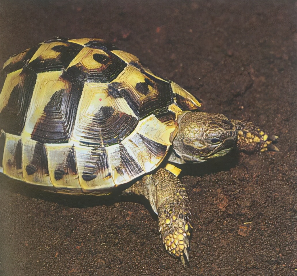 龟类纪录片,龟类图片