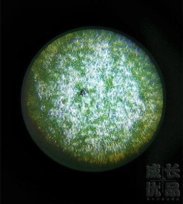 大学生实验室显微镜,大学生发明的黑科技