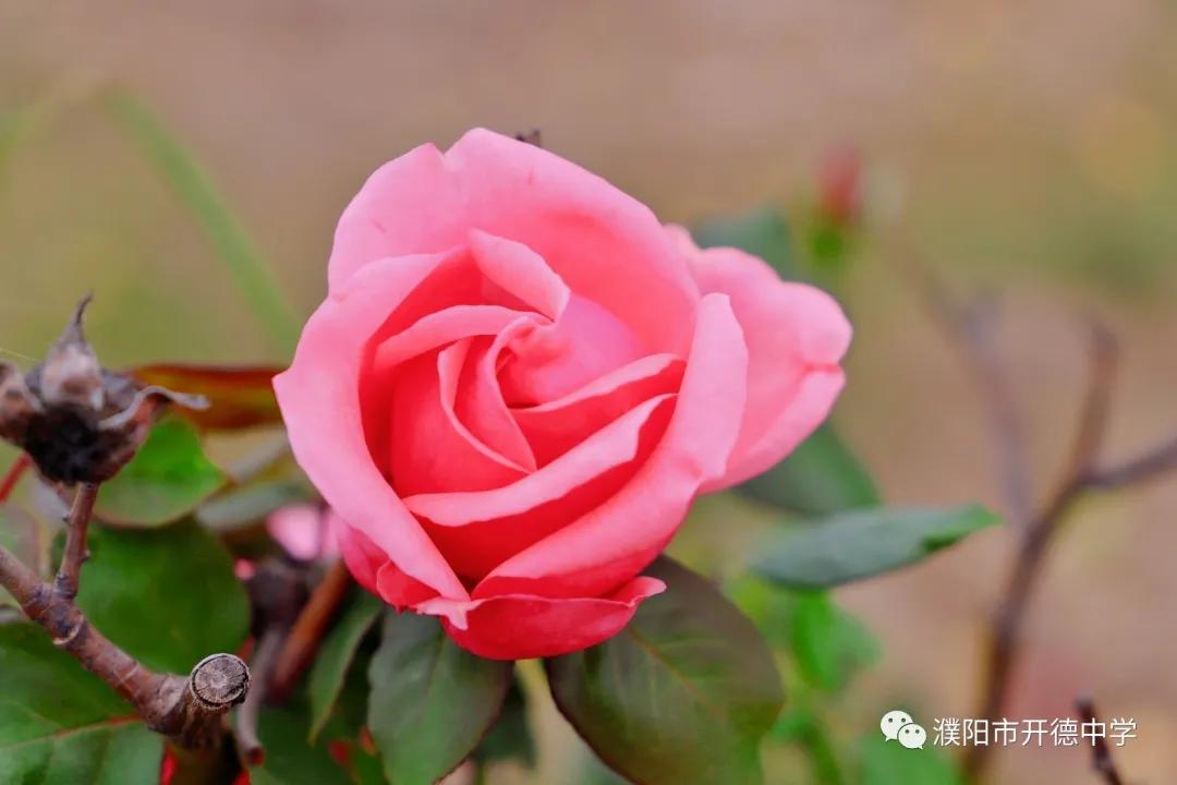 濮阳市开德中学图片,濮阳华龙区开德中学