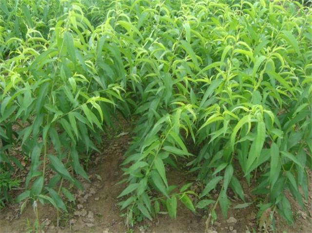 盛昌苗木,盛昌果品园