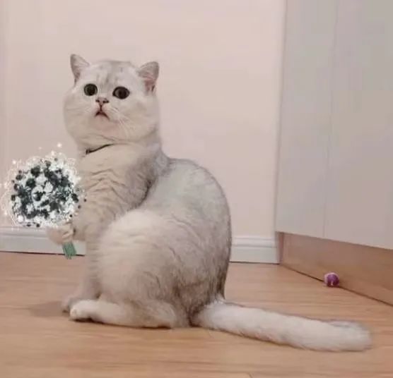 主播需要学习什么成为初级主播,正在努力成为一名有实力的主播