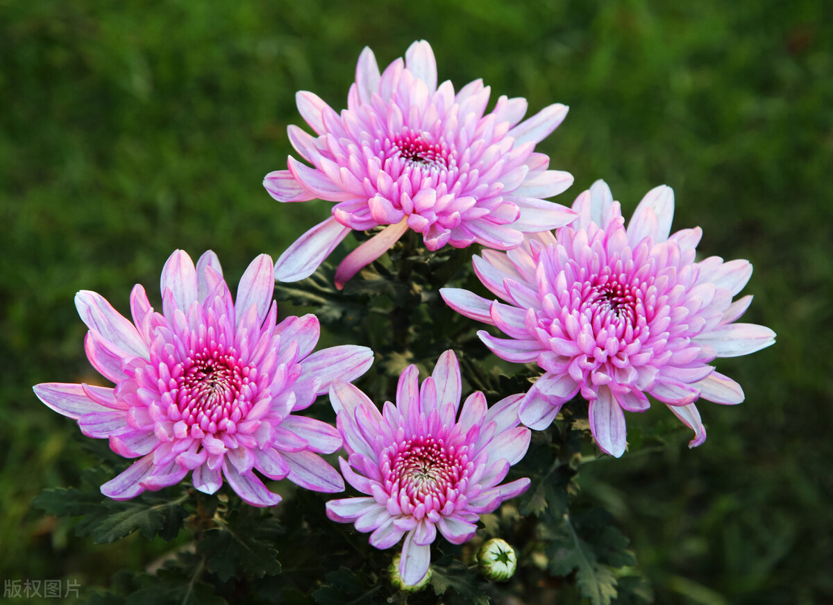 重阳节赏菊花的介绍,赏菊打卡好去处