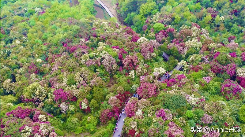 百里杜鹃花开如海,百里杜鹃百里盛开