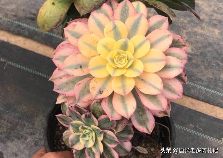 多肉法师舍不得买老桩？秋天入手小的也行，拿回家这样种很快服盆