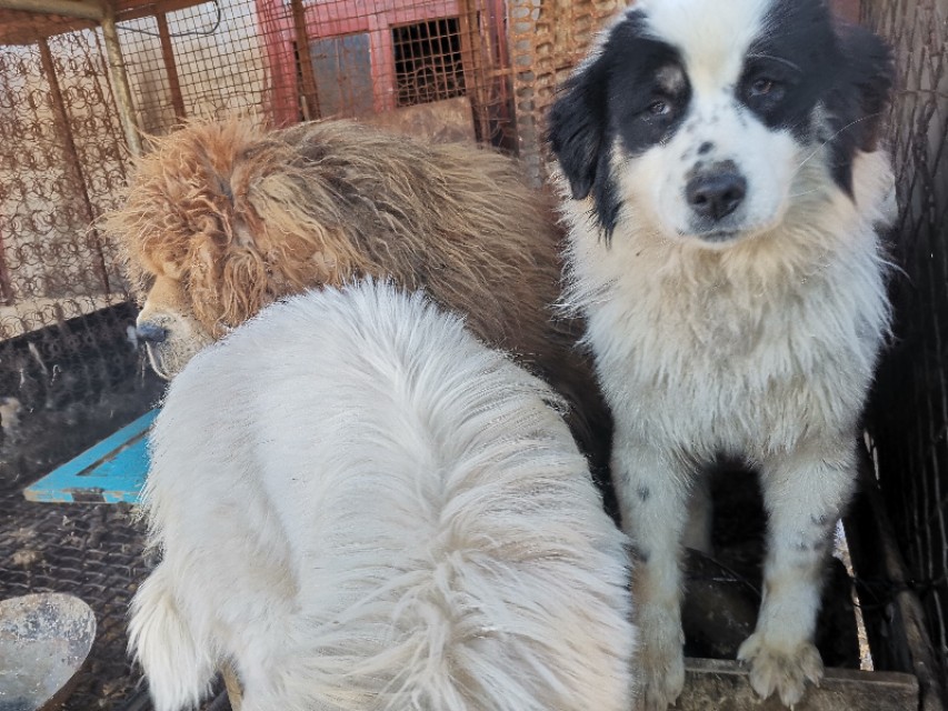 养犬要注意什么,养犬养什么好保护主人